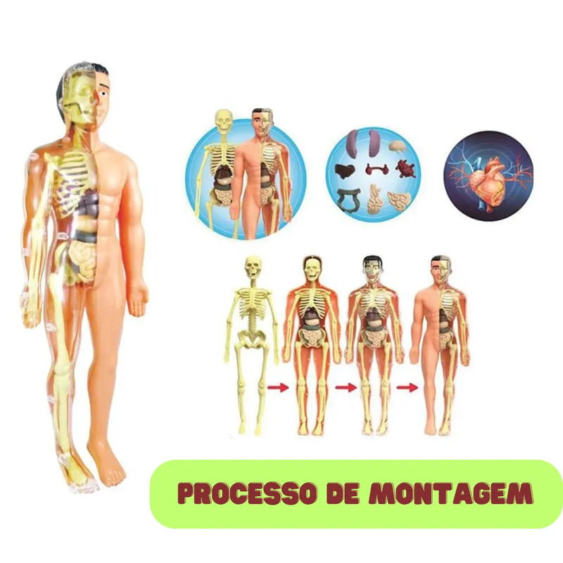 Corpo Humano 3D Montessori